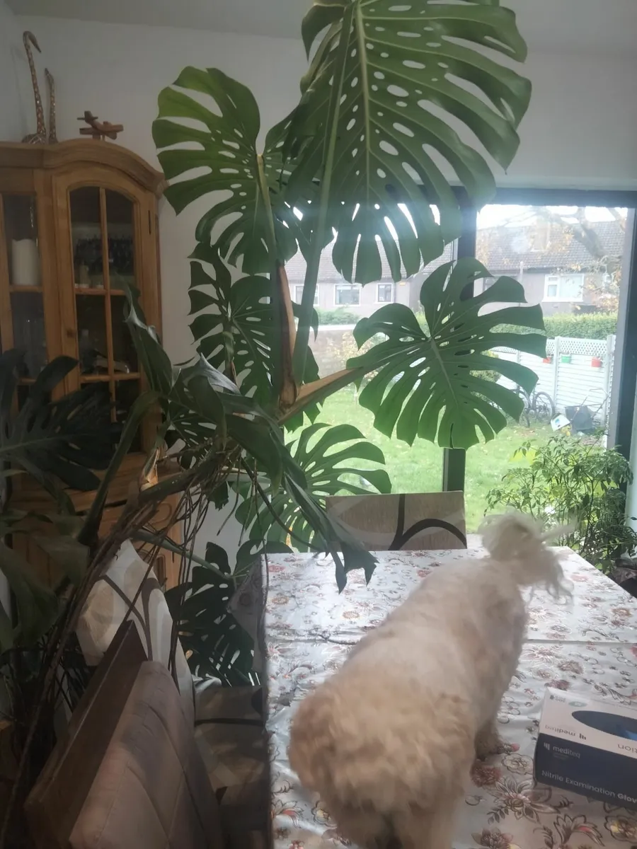 Indoor plant - Image 4