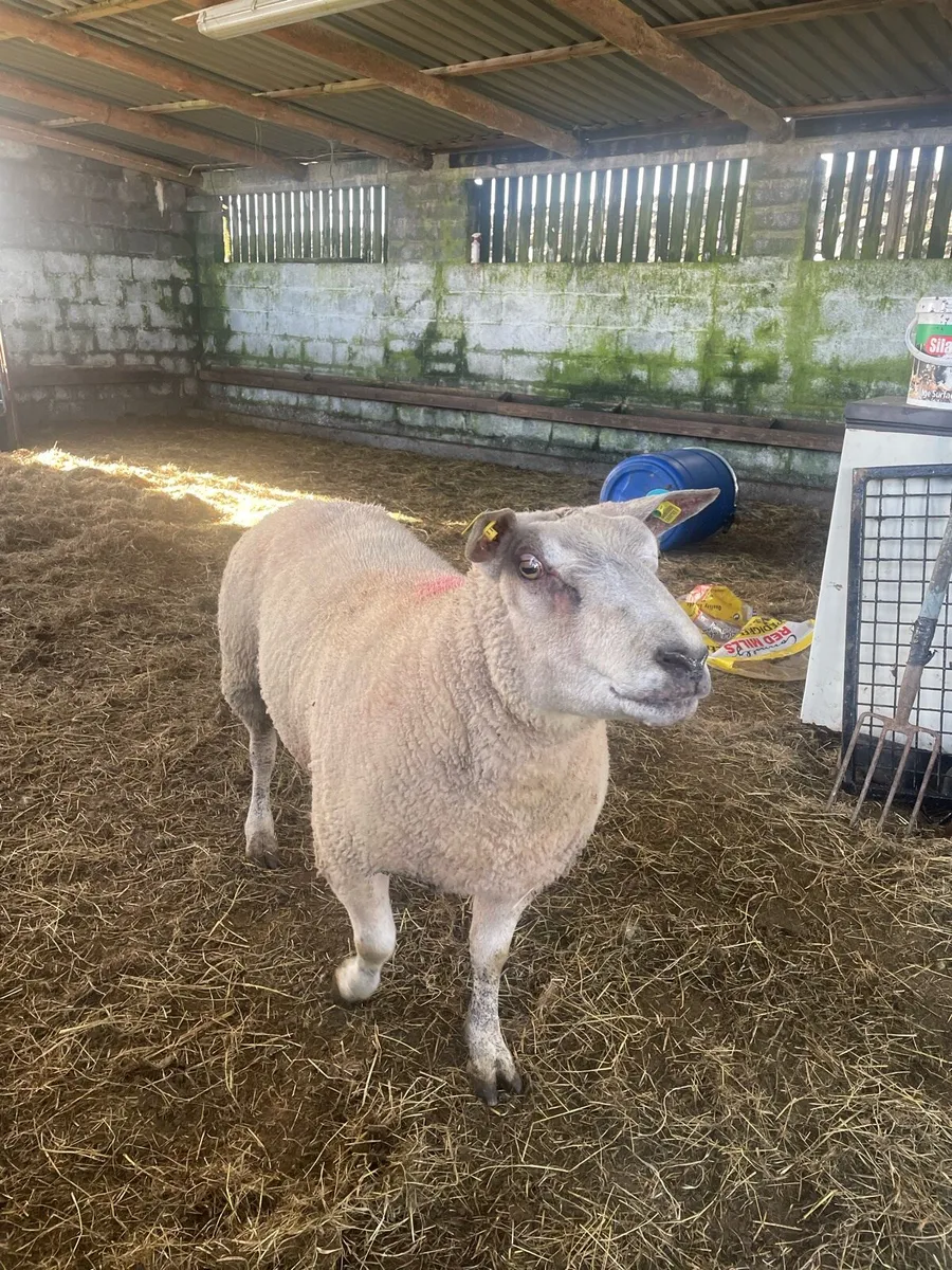 Chartex Hogget Ram - Image 1