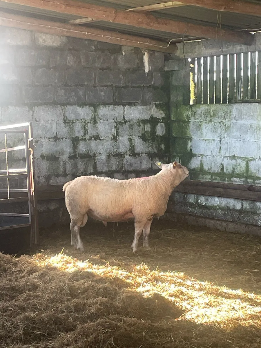 Chartex Hogget Ram - Image 2