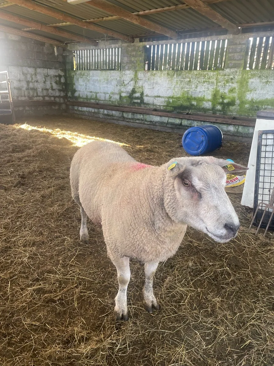 Chartex Hogget Ram - Image 3