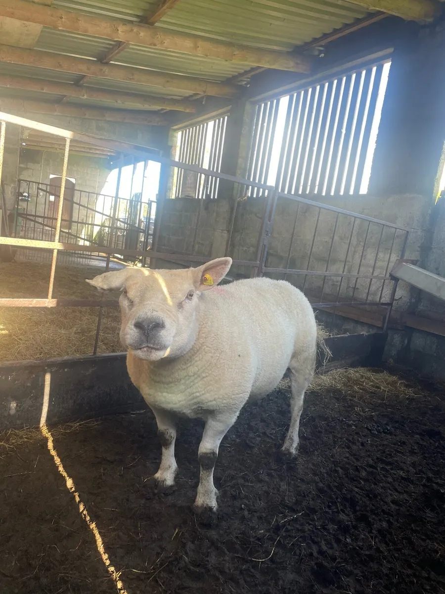 Chartex Hogget Ram - Image 4