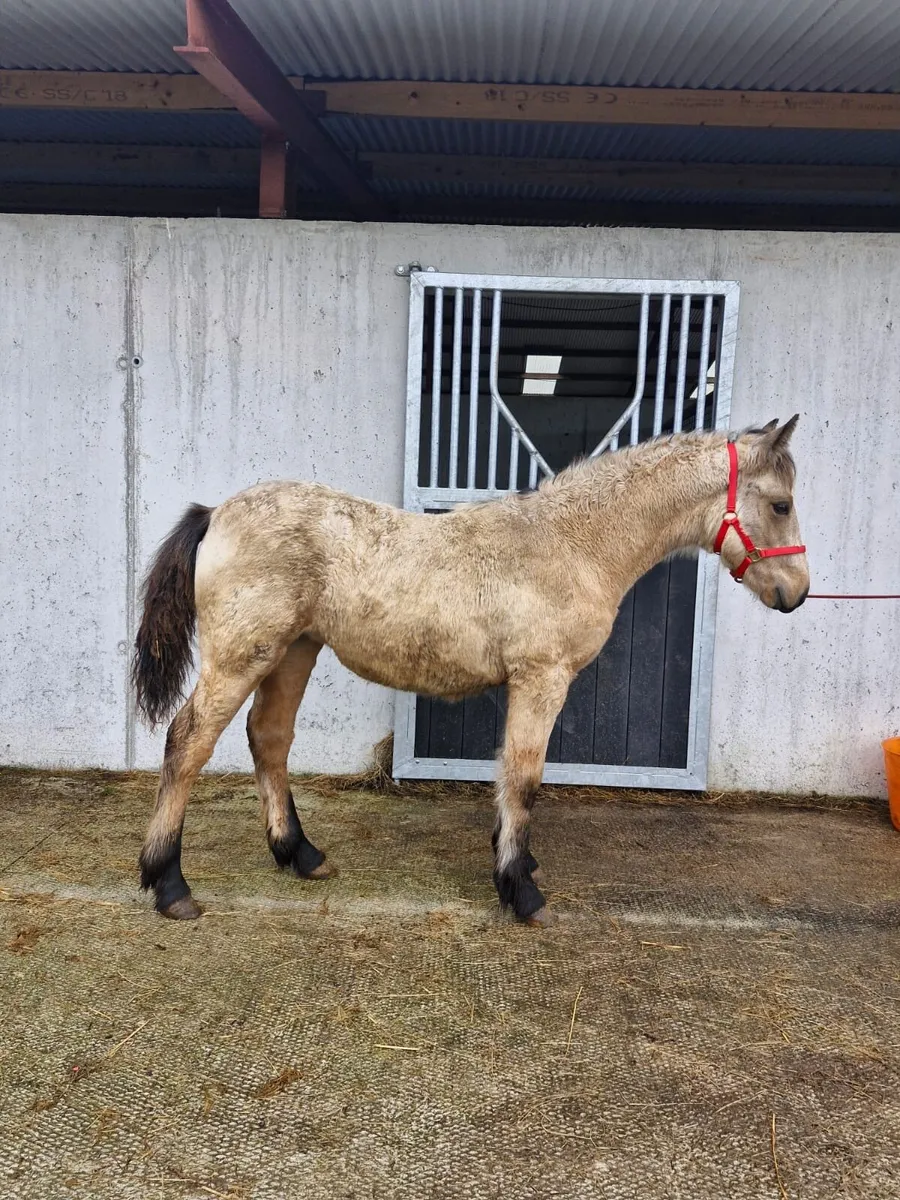 ⭐️Dun Filly Foal⭐️ - Image 1