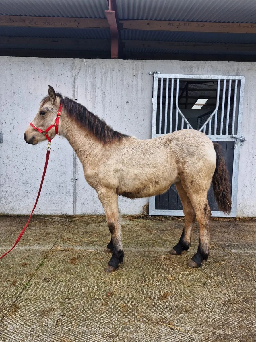 ⭐️Dun Filly Foal⭐️ - Image 2