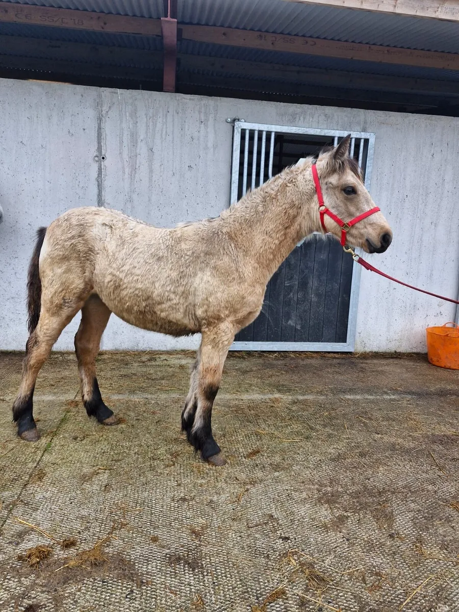 ⭐️Dun Filly Foal⭐️ - Image 3