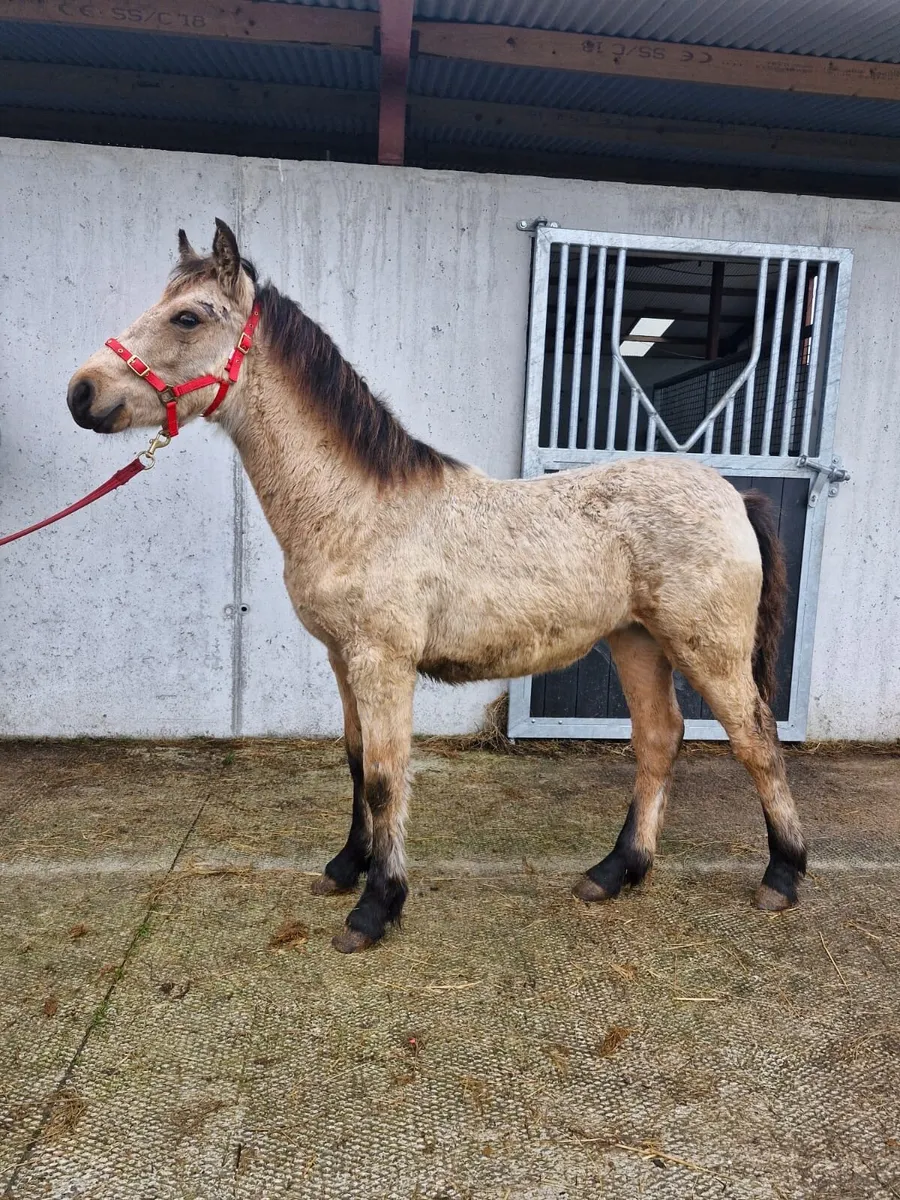 ⭐️Dun Filly Foal⭐️ - Image 4