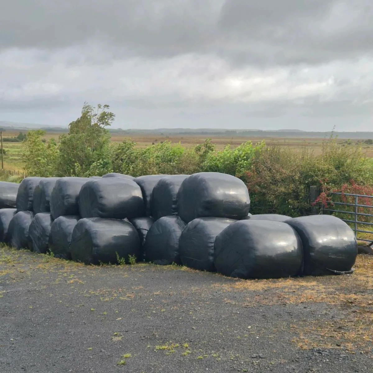 Silage bales - Image 1