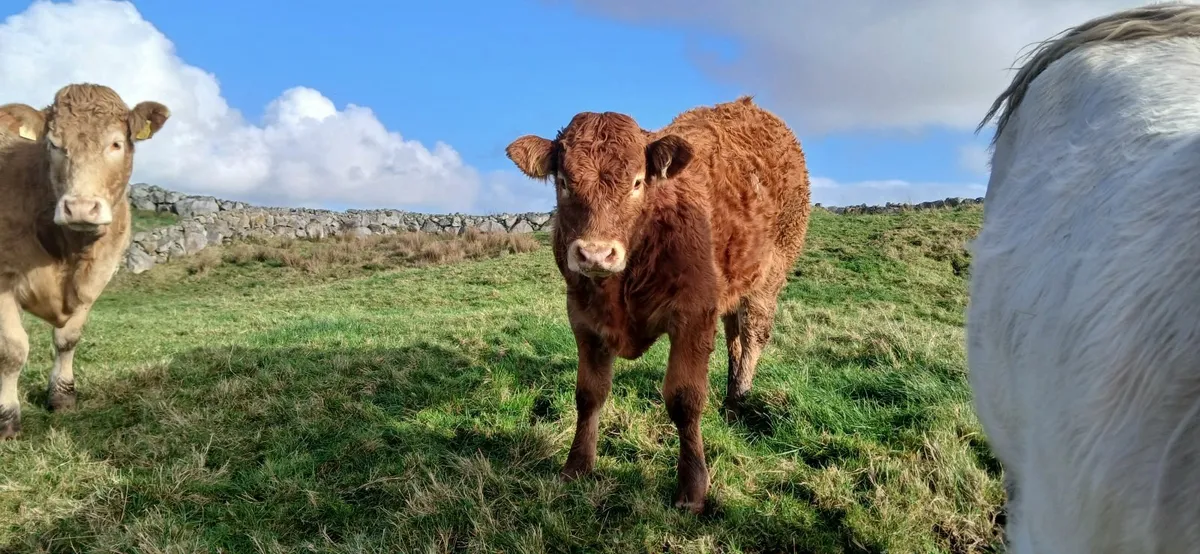 Pb limousin bull weanling - Image 2