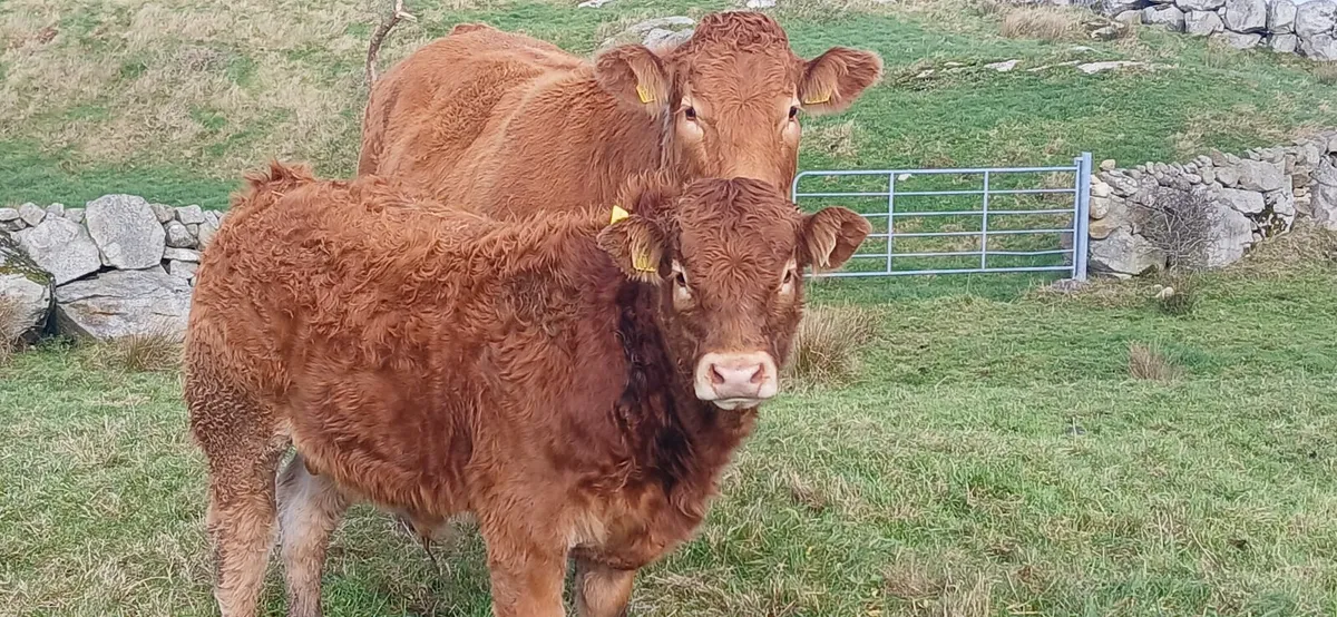 Pb limousin bull weanling - Image 1