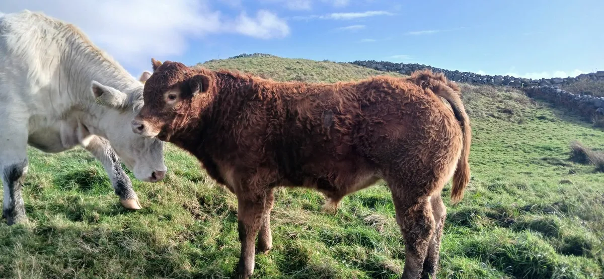 Pb limousin bull weanling - Image 3