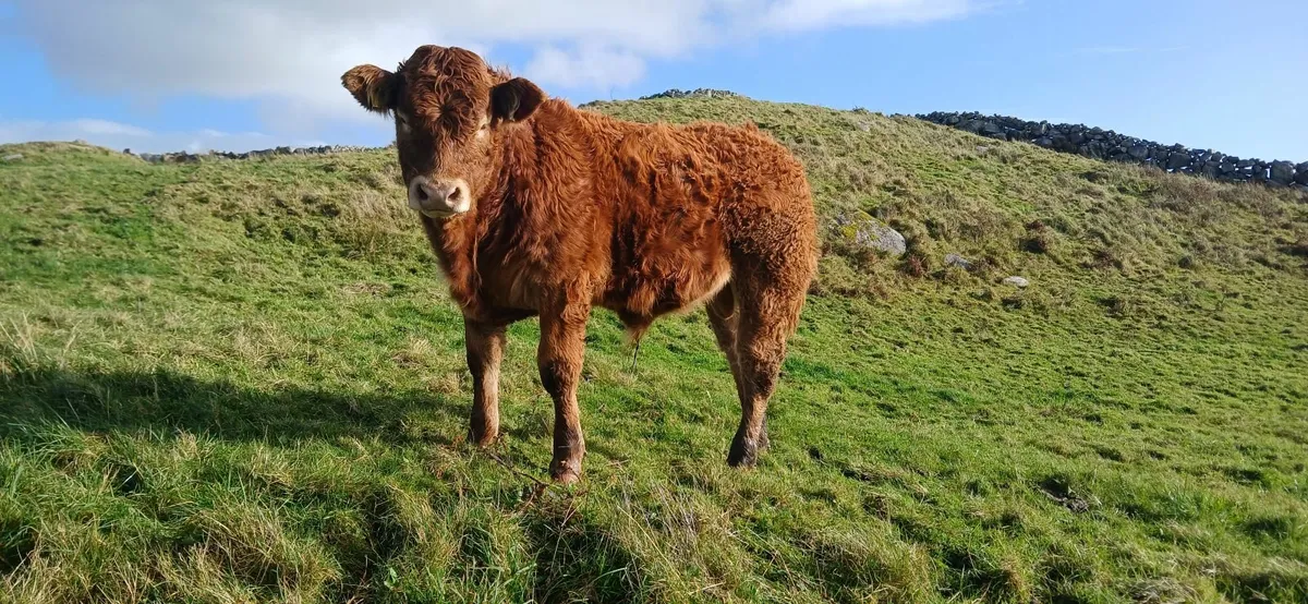 Pb limousin bull weanling - Image 4