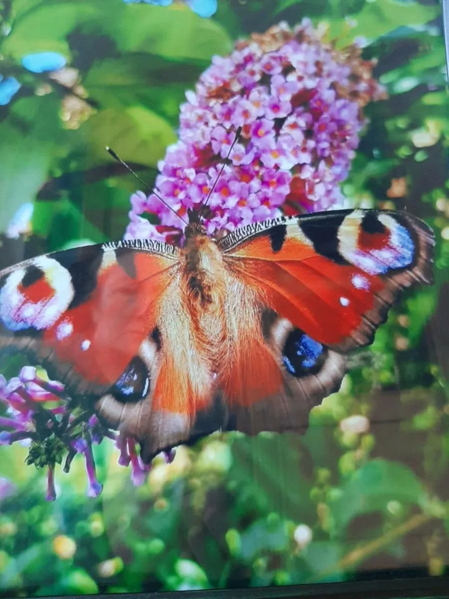 Original Framed Photo 10.5×12.5 Peacock Butterfly. - Image 2