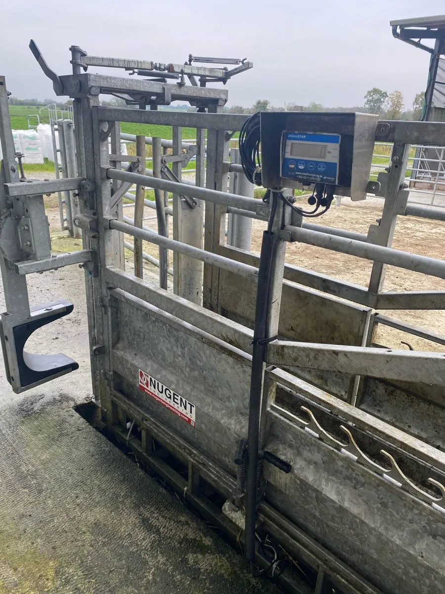 Cattle weighing scales - Image 1