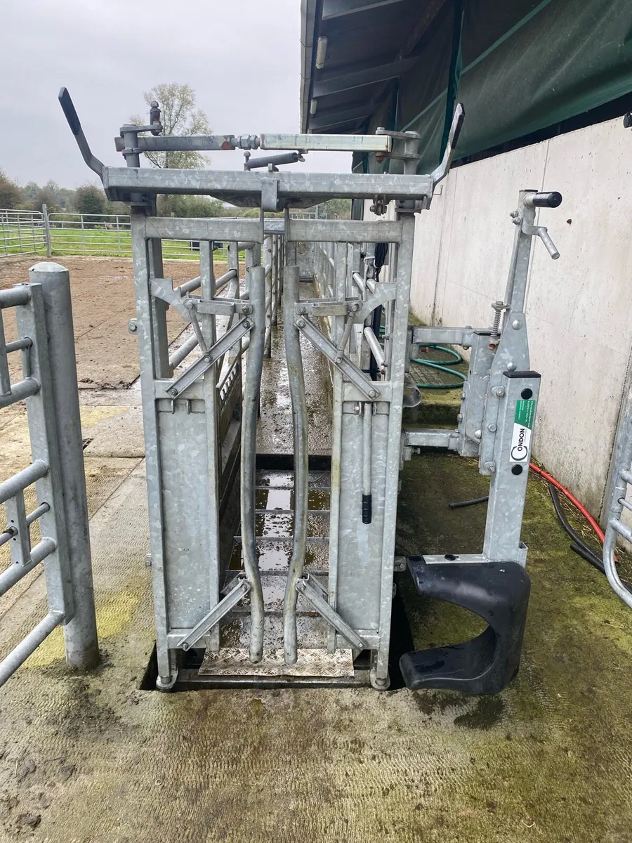 Cattle weighing scales - Image 2