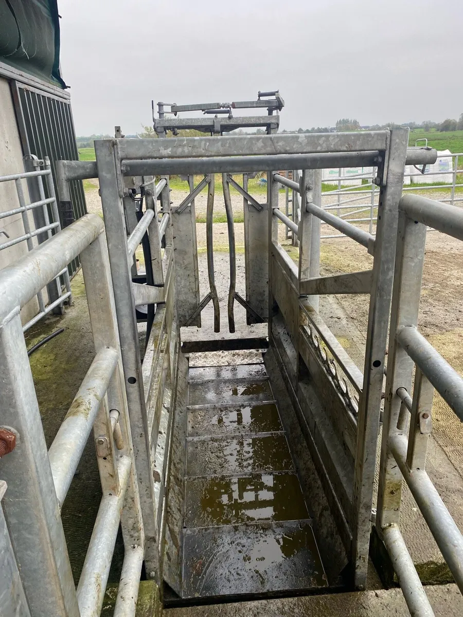 Cattle weighing scales - Image 4