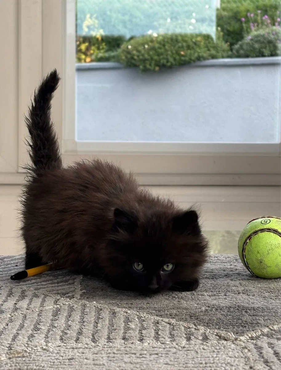 Beautiful Kittens *can deliver* - Image 1