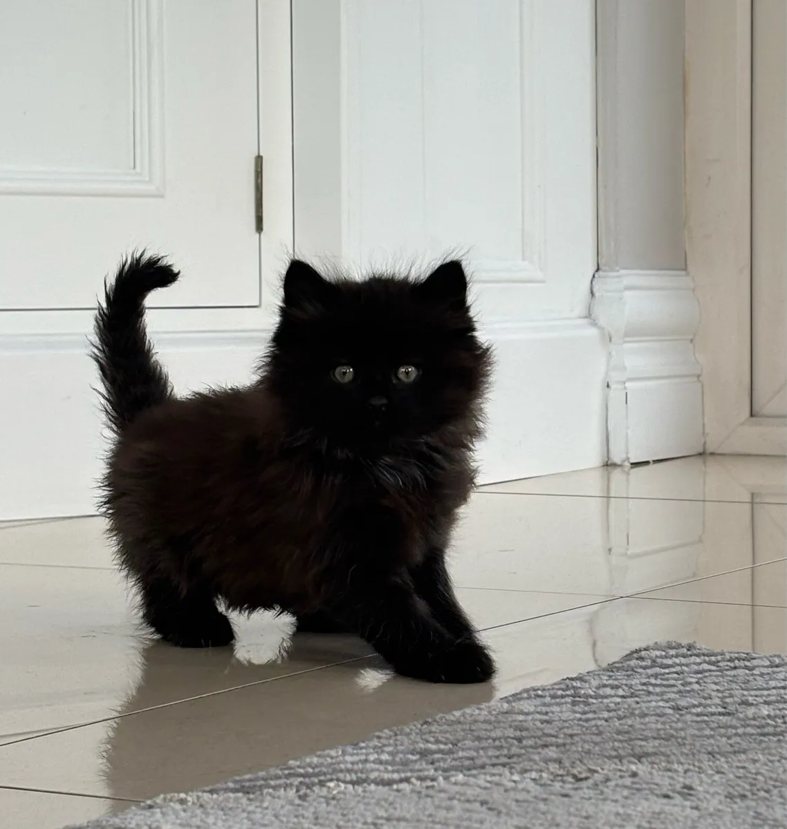 Beautiful Kittens *can deliver* - Image 2