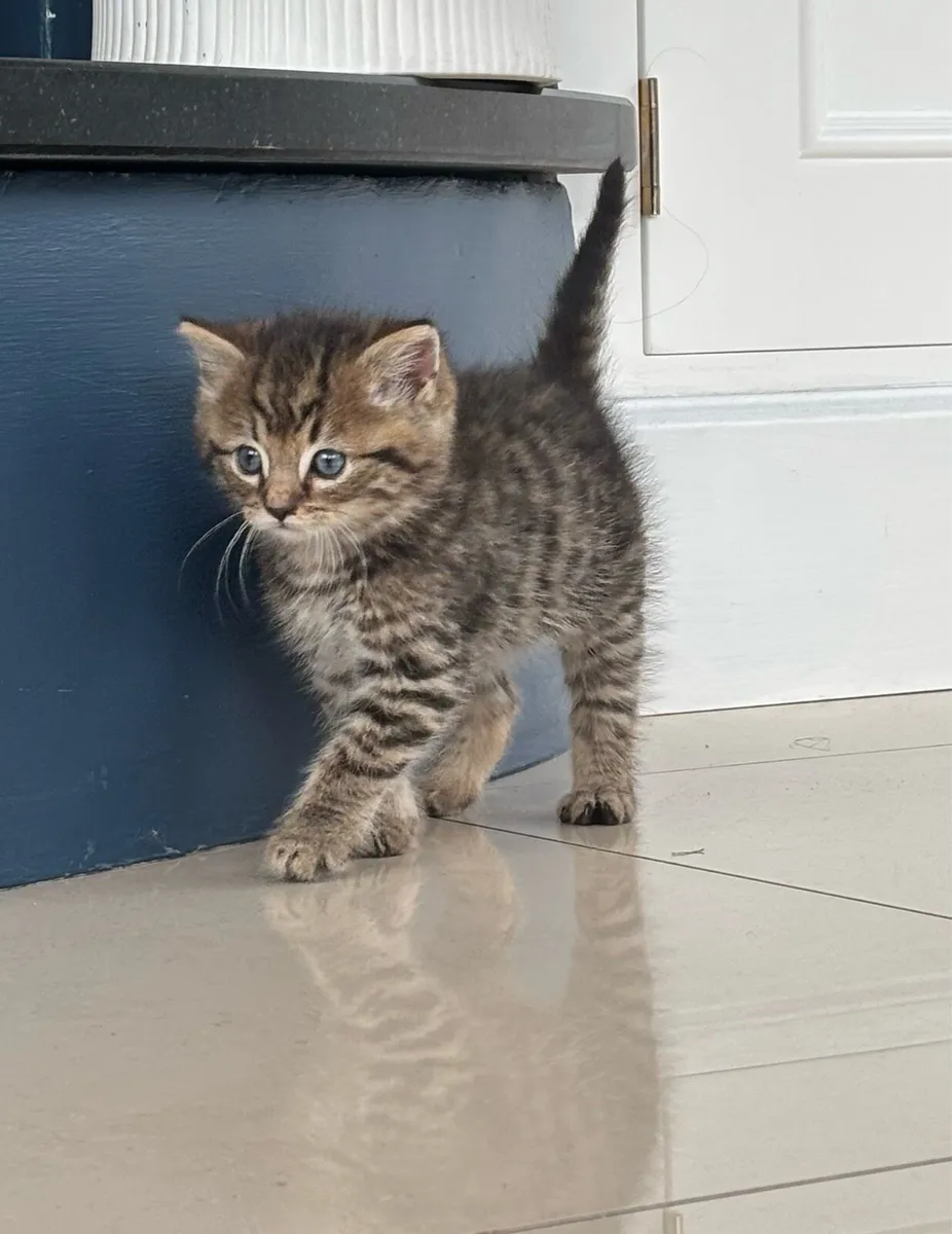 Beautiful Kittens *can deliver* - Image 3