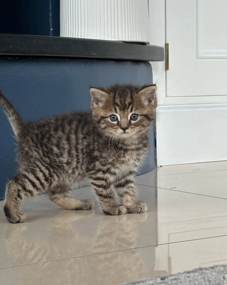 Beautiful Kittens *can deliver* - Image 4