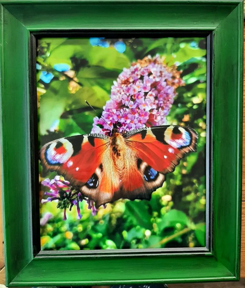 Original Framed Photo 10.5×12.5 Peacock Butterfly. - Image 1