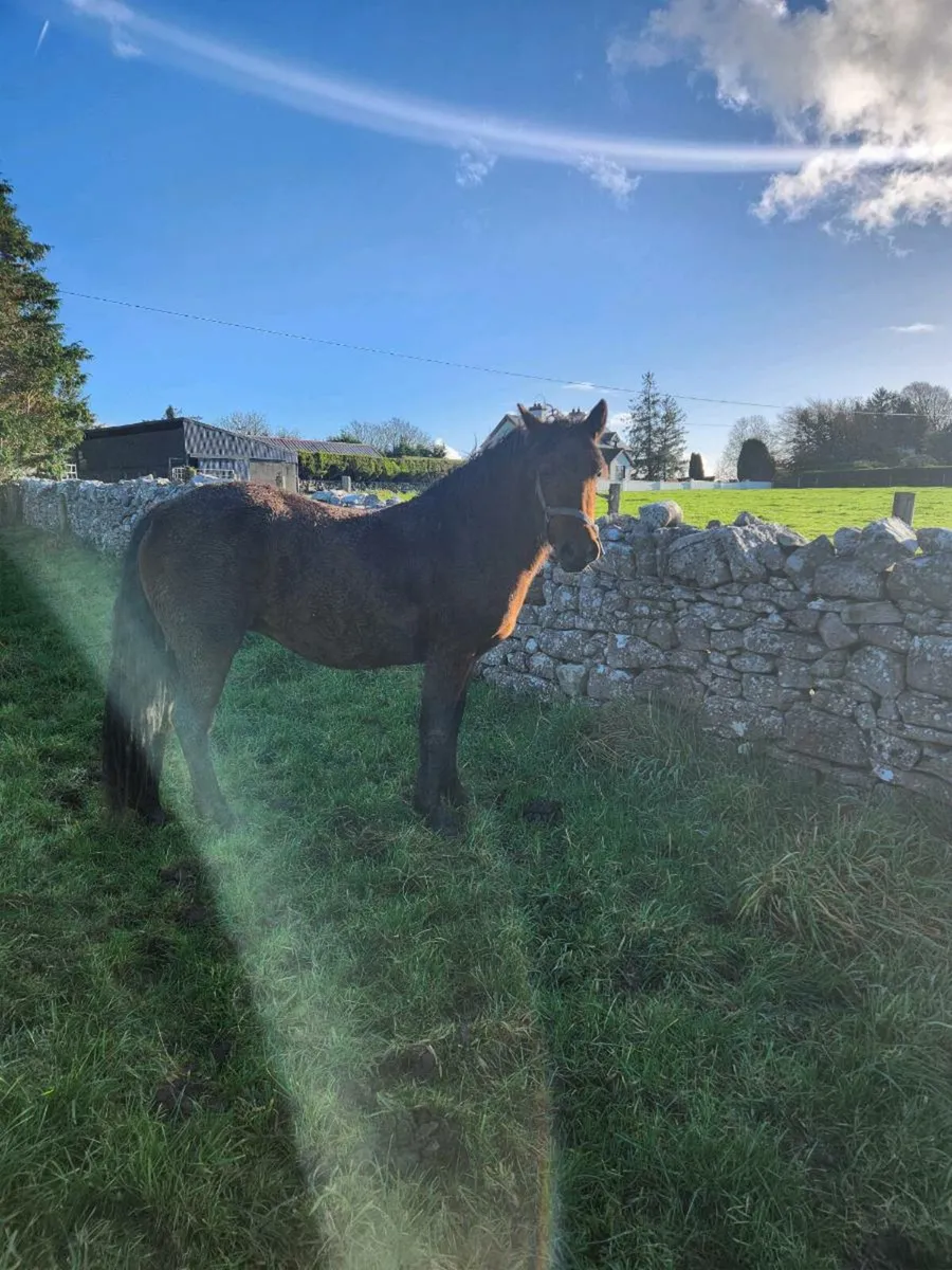 Bay connemara reg filly infoal to Ross Joe - Image 3