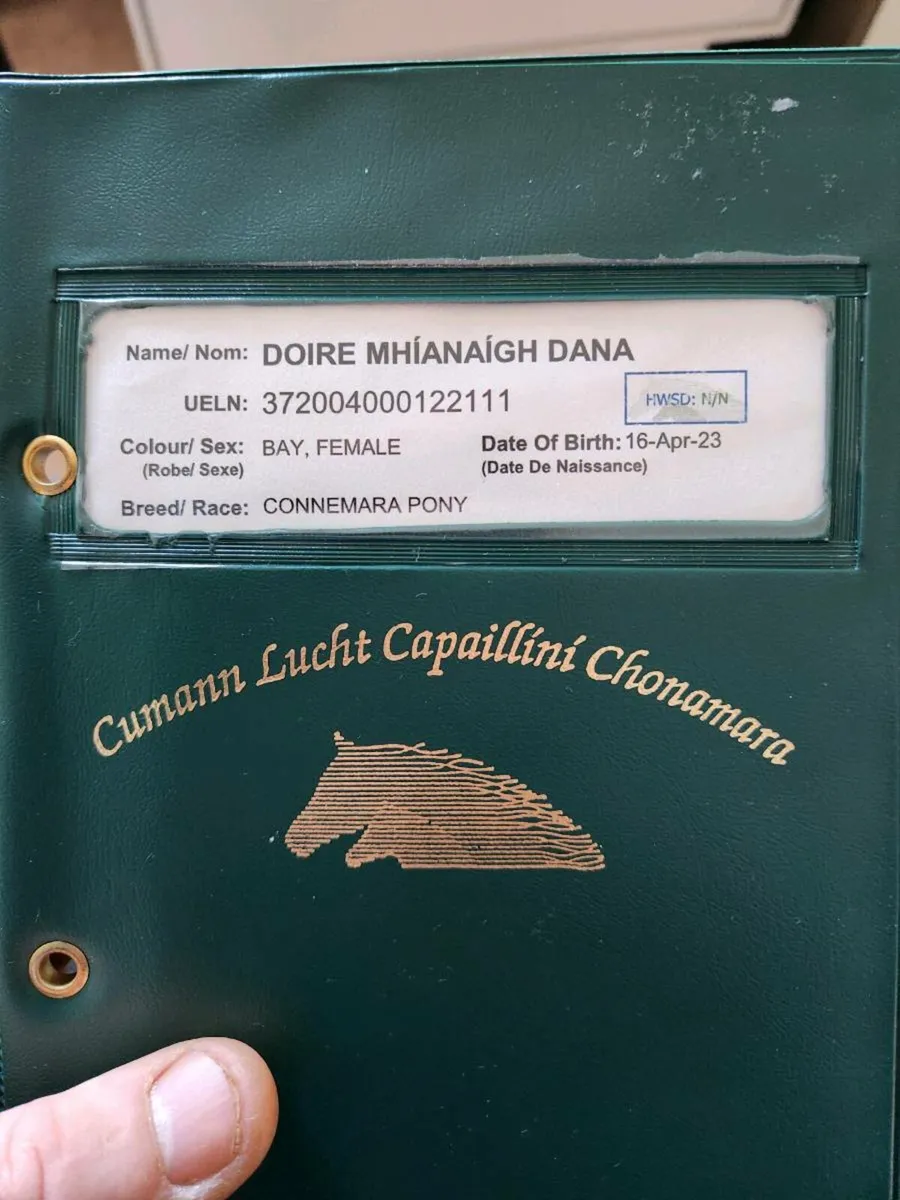 Bay connemara reg filly infoal to Ross Joe - Image 4