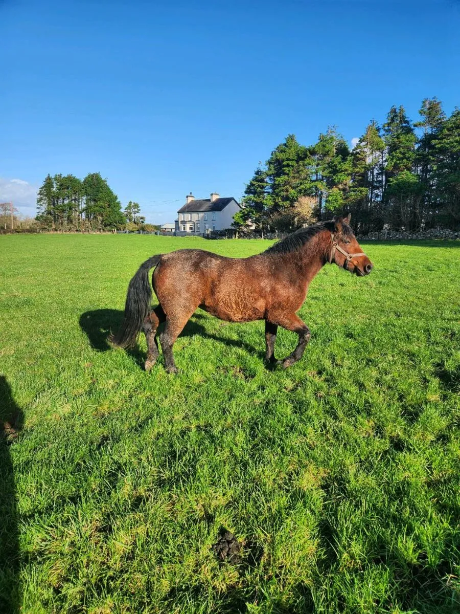 Bay connemara reg filly infoal to Ross Joe - Image 2