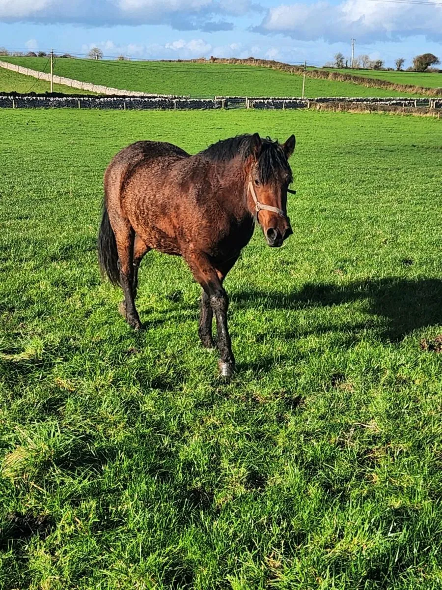 Bay connemara reg filly infoal to Ross Joe - Image 1