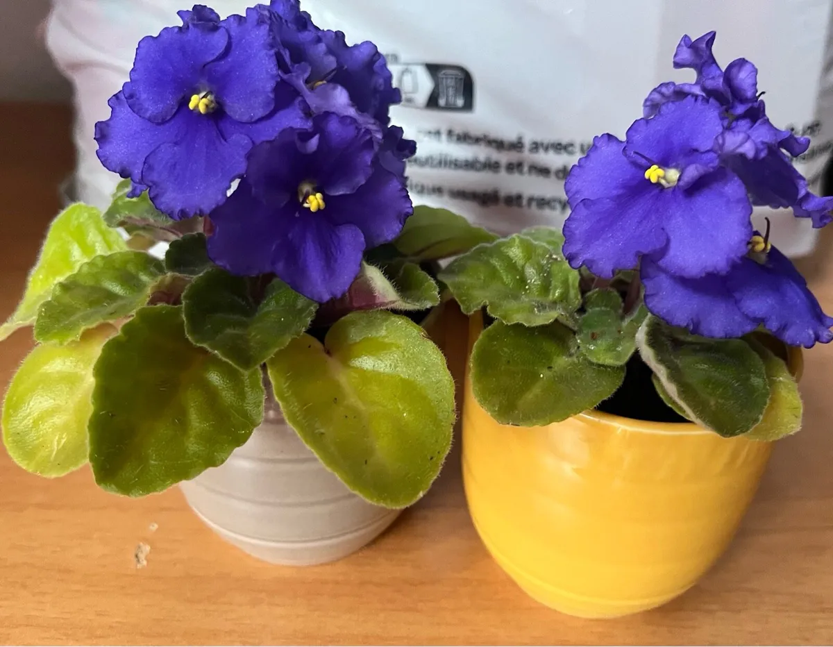Real viola plants with ceramic pots - Image 1