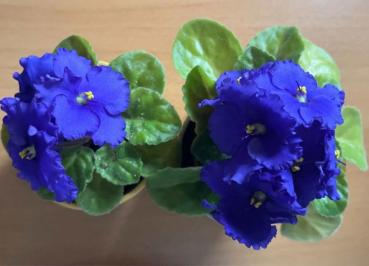 Real viola plants with ceramic pots - Image 2