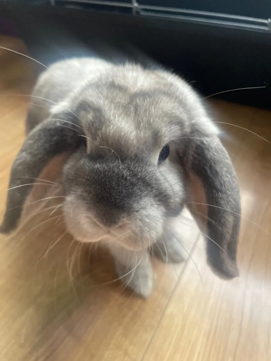 Mini lop bunnies - Image 1