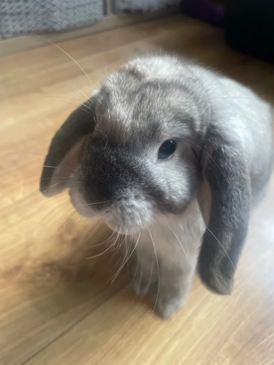 Mini lop bunnies - Image 2