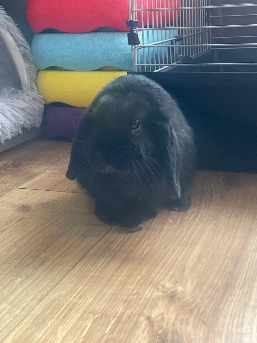 Mini lop bunnies - Image 3