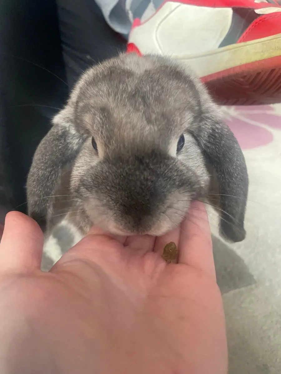 Mini lop bunnies - Image 4