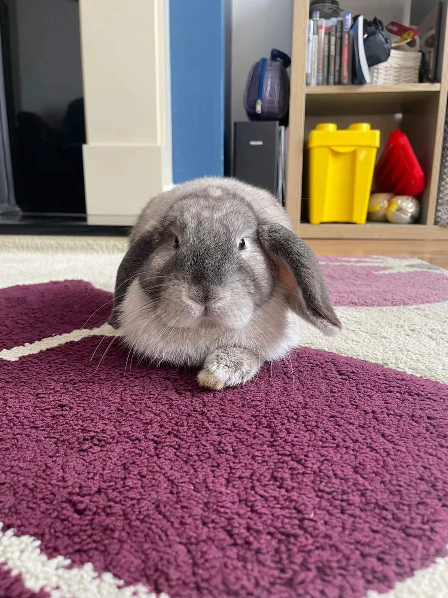 Mini lop bunnies with cages - Image 1