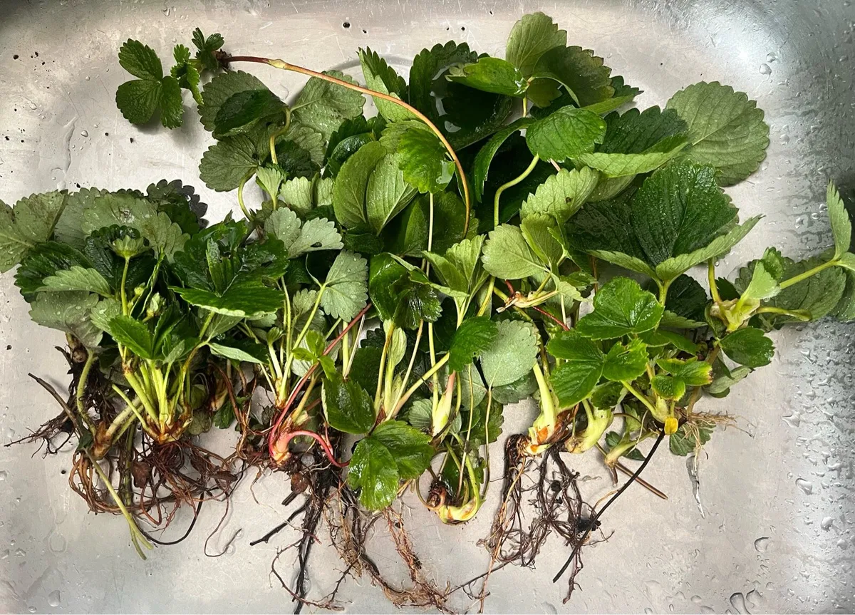 20 Victoria Strawberry plants - Image 2