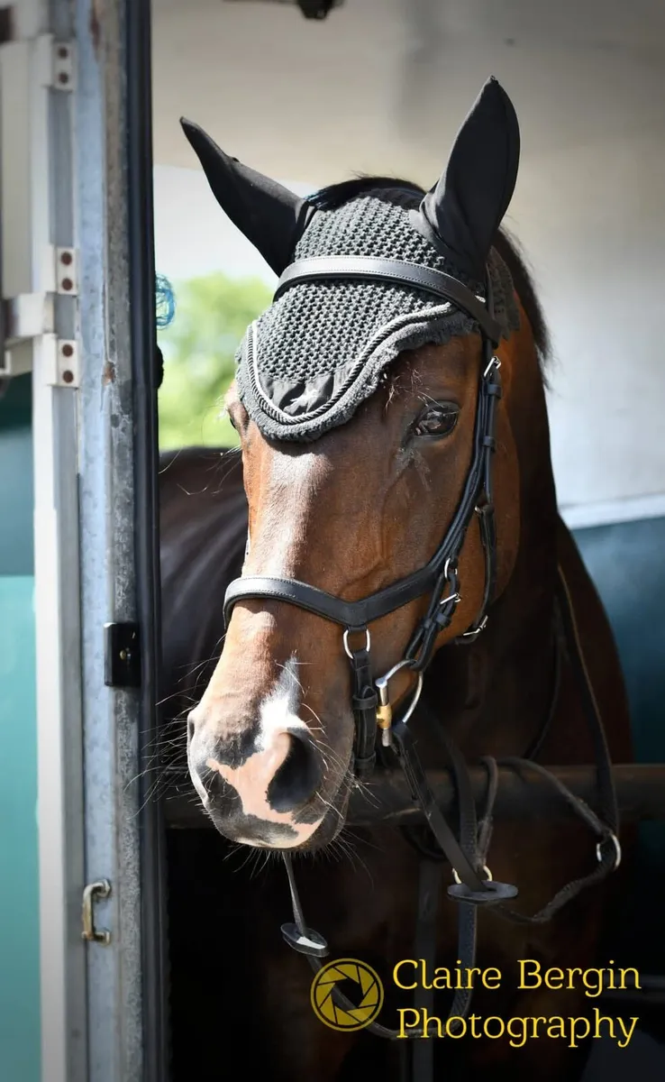 Amateur Showjumping Mare - Image 3