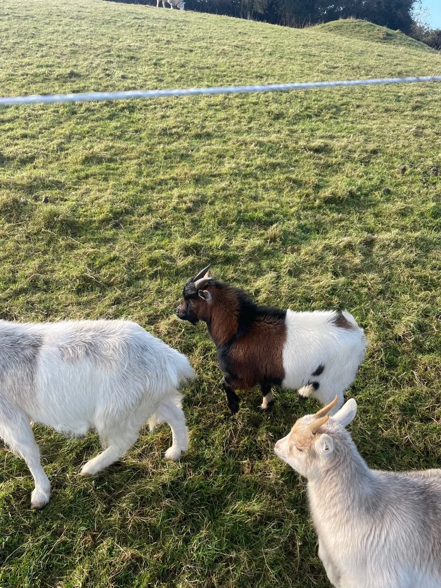 Pygmy goats - Image 1