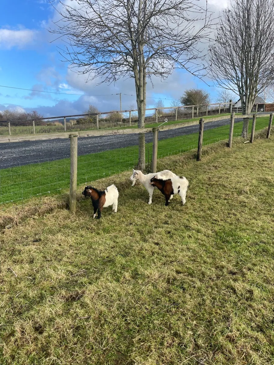 Pygmy goats - Image 2