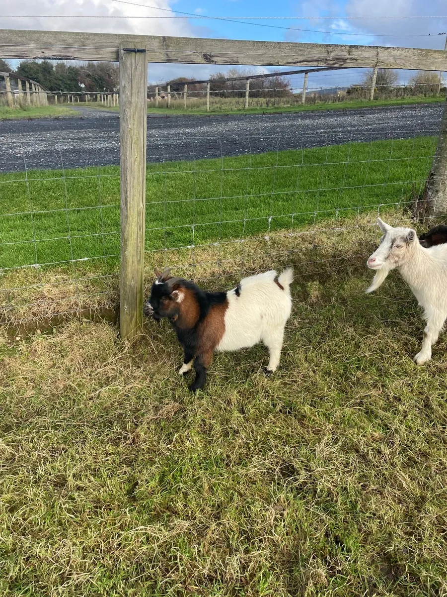Pygmy goats - Image 3