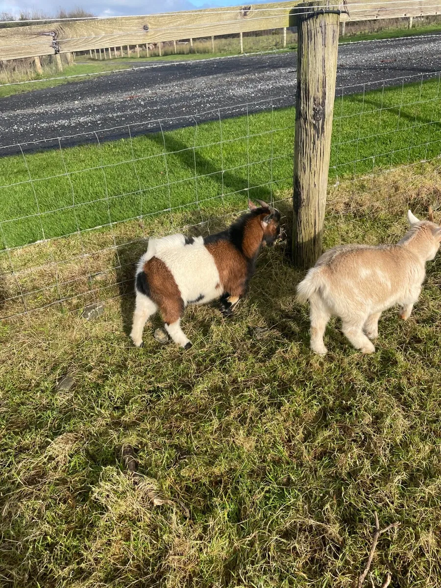 Pygmy goats - Image 4