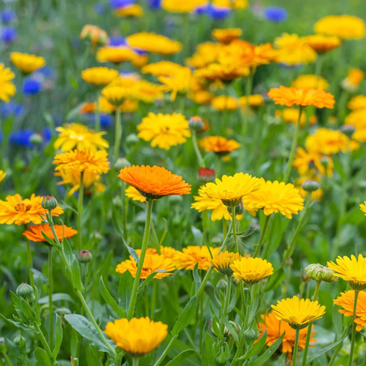 Marigold and calendula seed mix