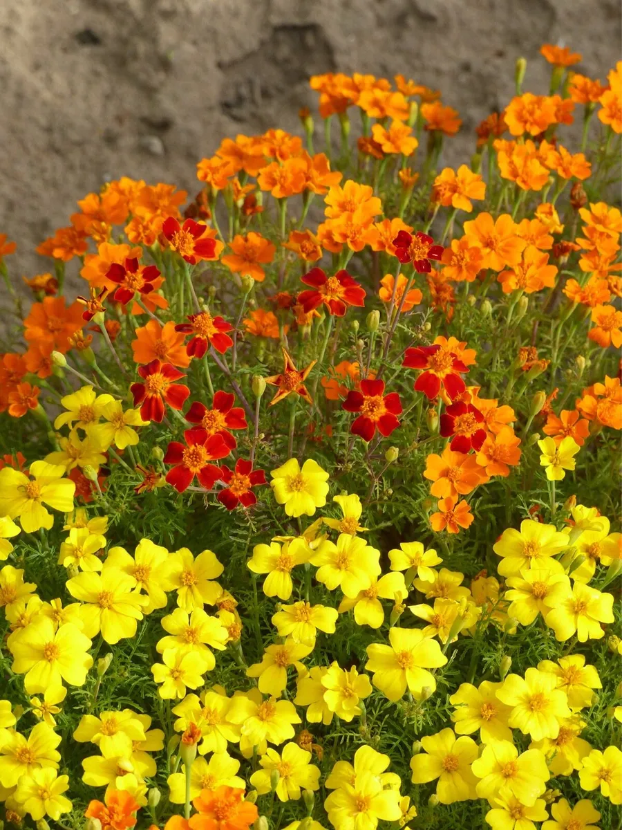 Tagetes Seed Mix