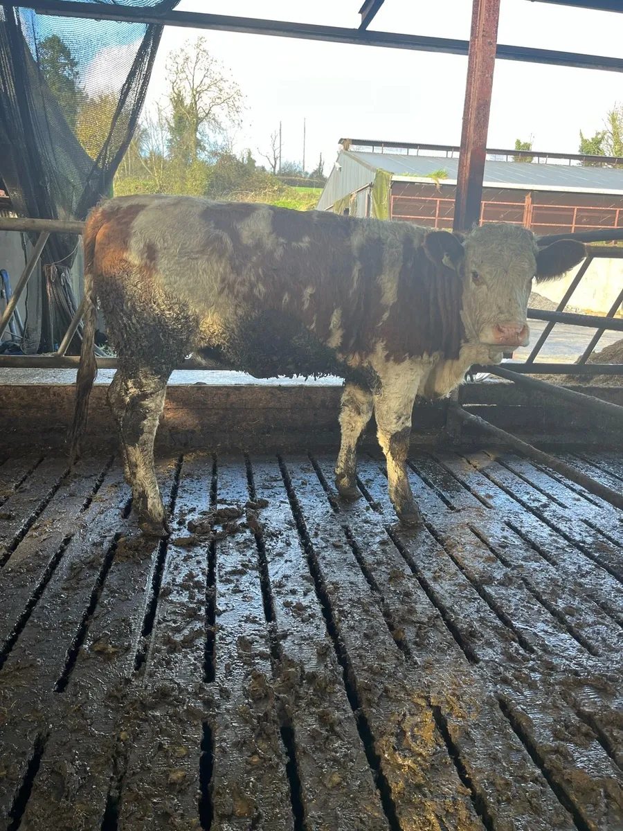 Super Simmental heifer for sale - Image 1