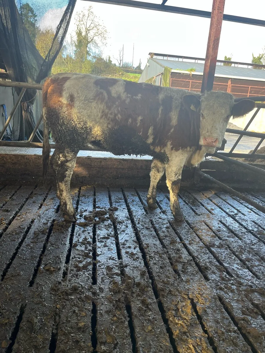 Super Simmental heifer for sale - Image 2