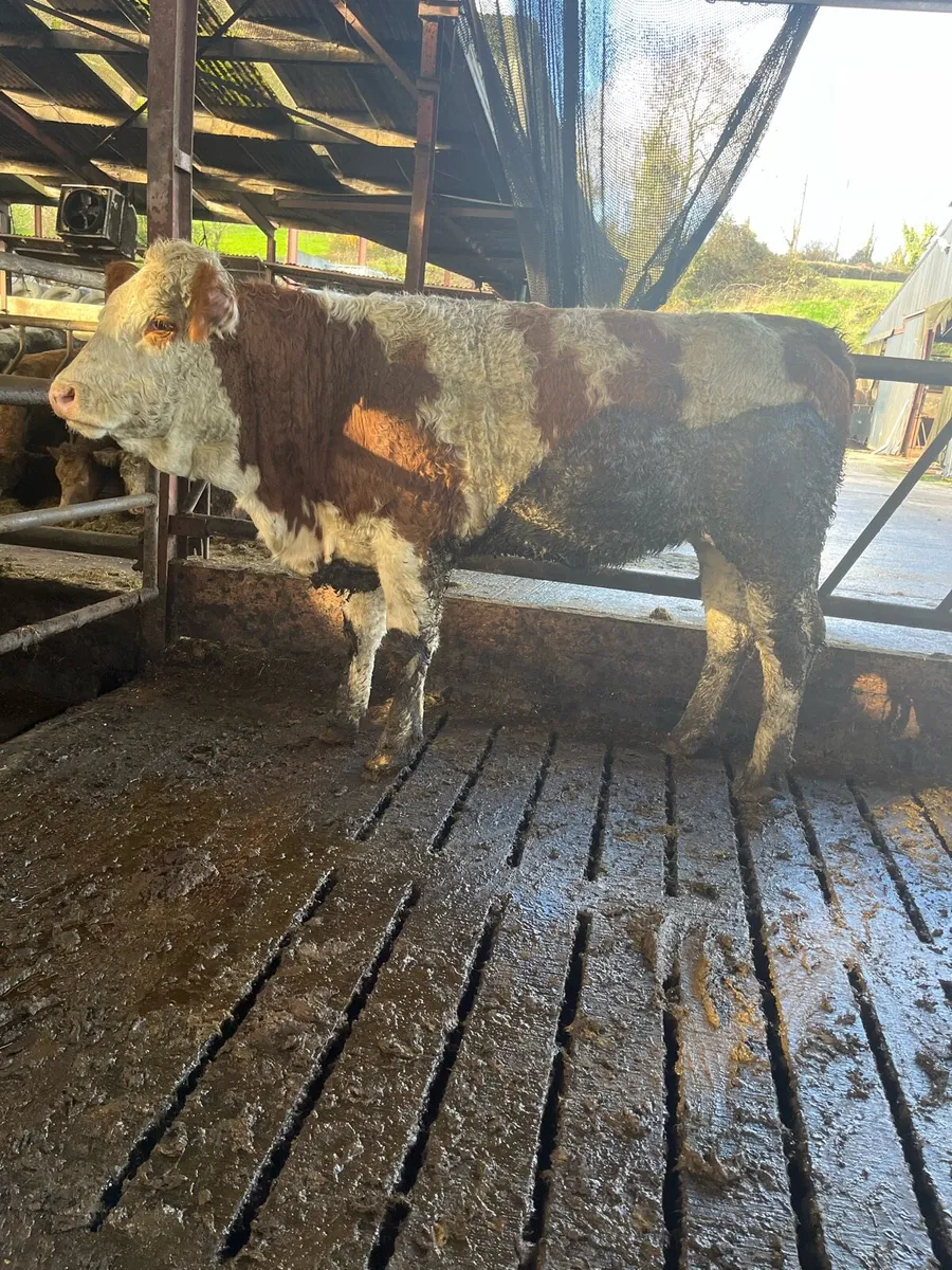 Super Simmental heifer for sale - Image 3