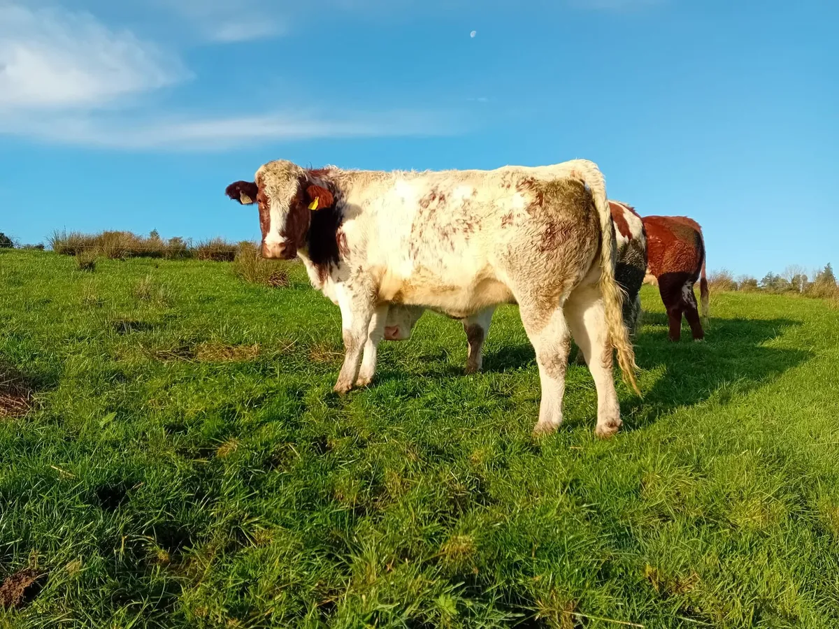 In Calf Heifers - Image 2