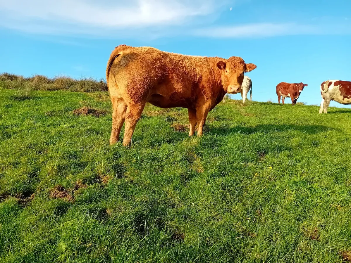 In Calf Heifers - Image 3