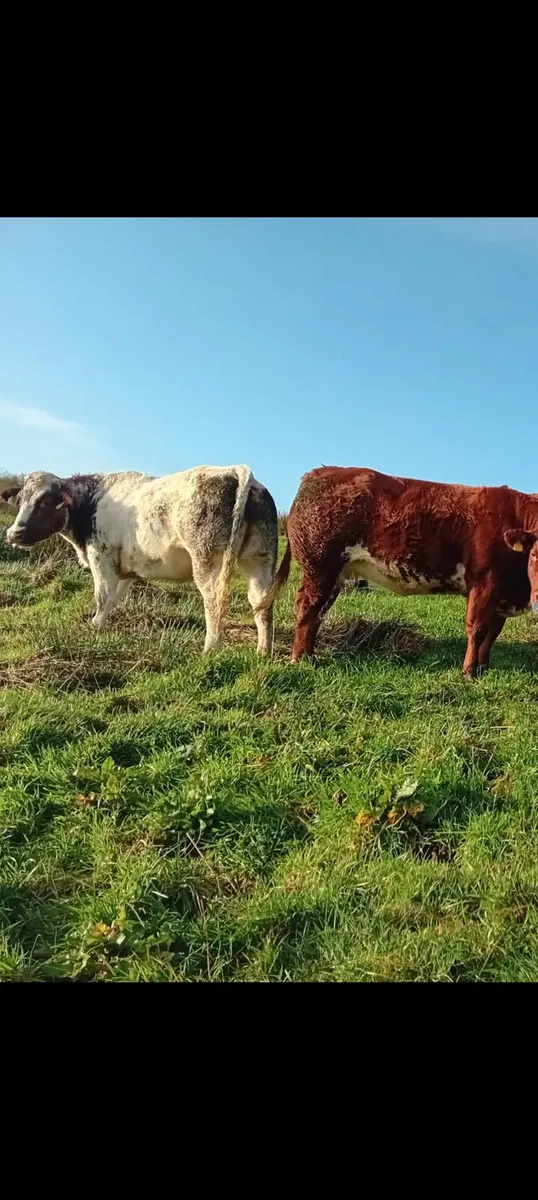 In Calf Heifers - Image 4