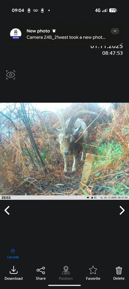 Billy goat - Image 2