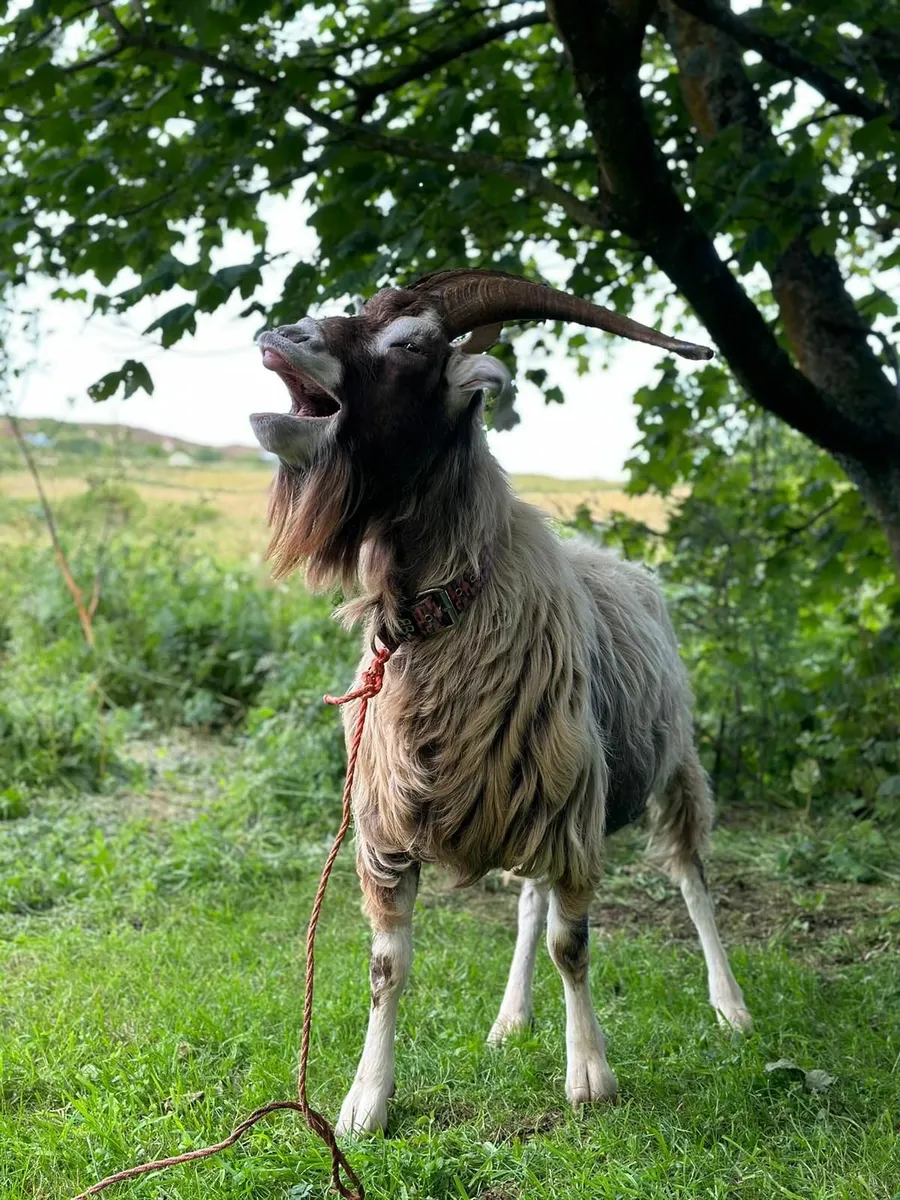 Billy goat - Image 3